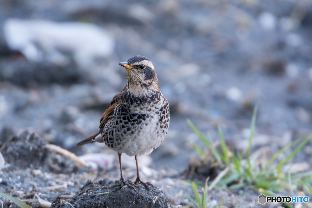 ねぇ何してるの？