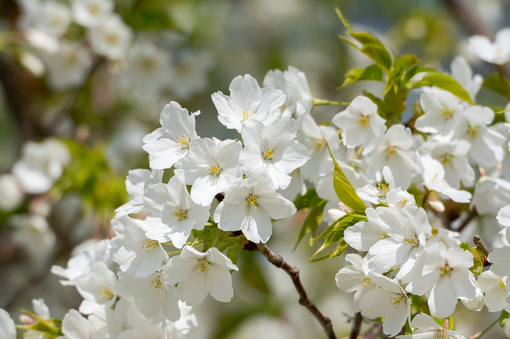 オオシマザクラ