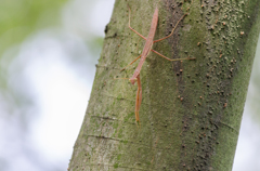 カマキリ 幼生