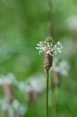 ヘラオオバコ　その２