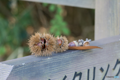 誰かの置き土産