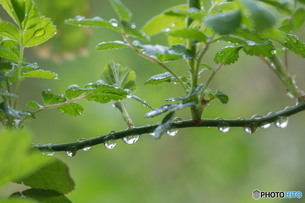 雨の日のご褒美？