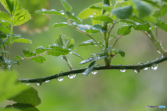 雨の日のご褒美？