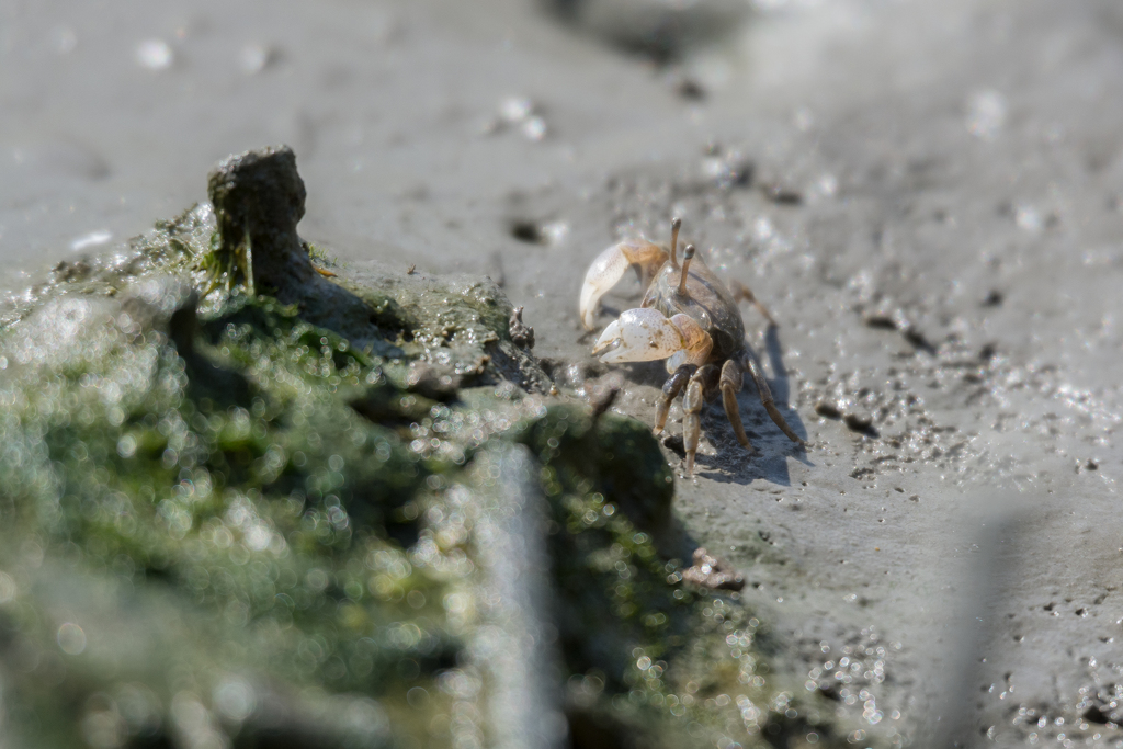 チゴガニ　メス