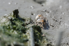 チゴガニ　メス