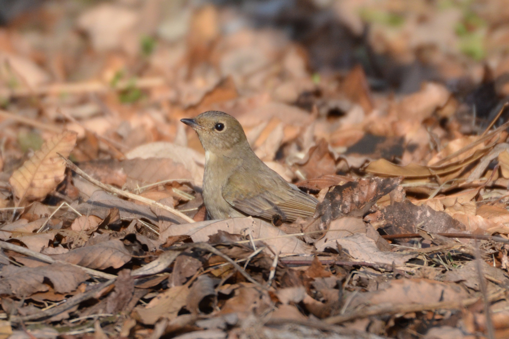 キビタキ ♀