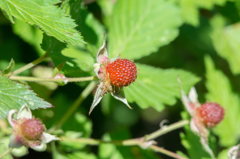 カジイチゴの実