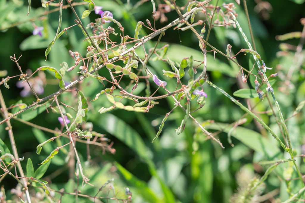 アレチヌスビトハギ 