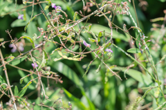 アレチヌスビトハギ 