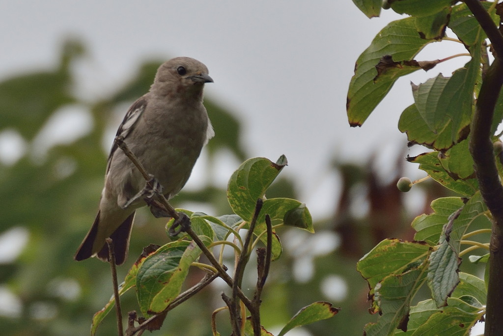 コムクドリ(若)