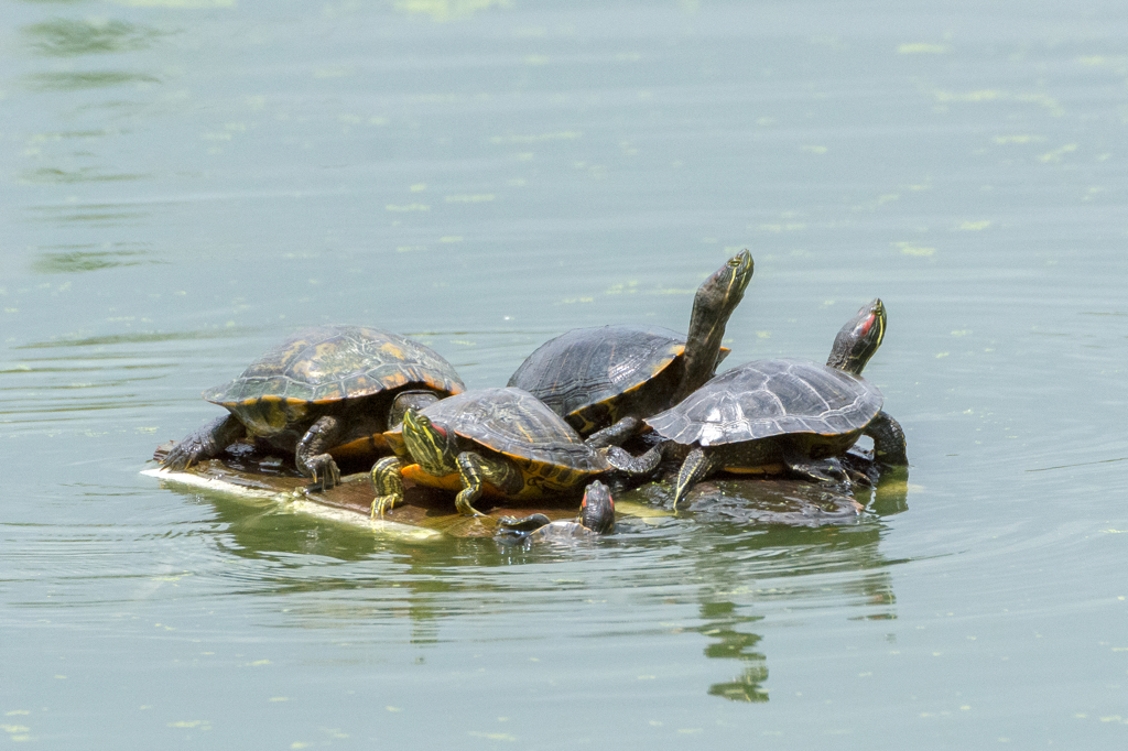 カメの甲羅干し....場所取り合戦中！