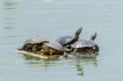 カメの甲羅干し....場所取り合戦中！