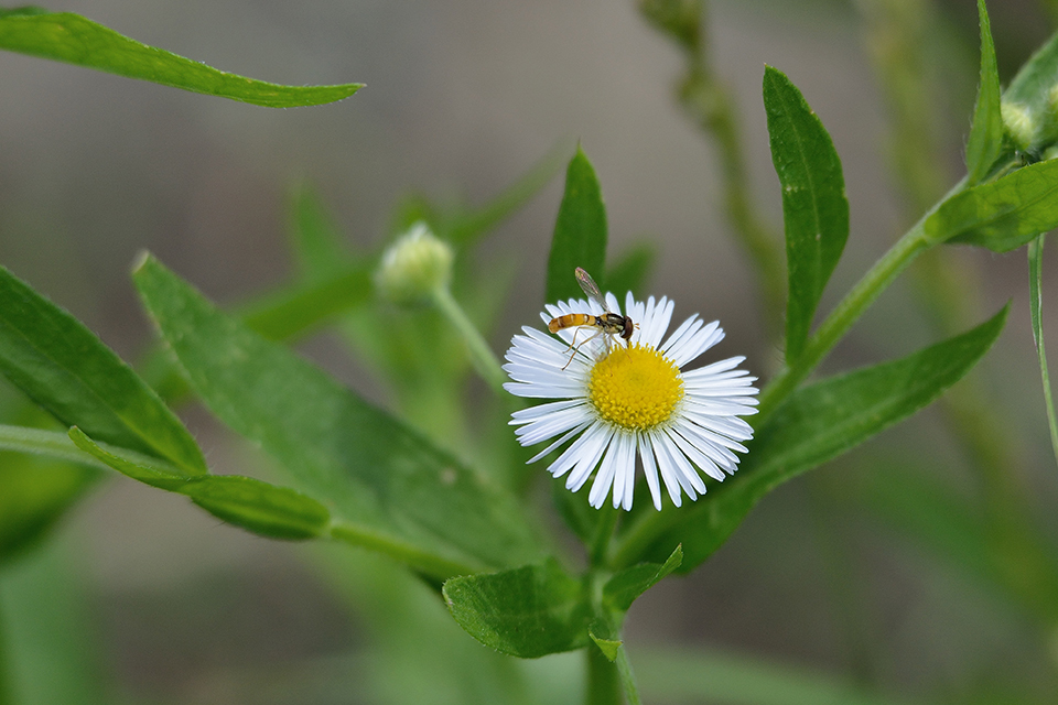 ハルジオンとアブ