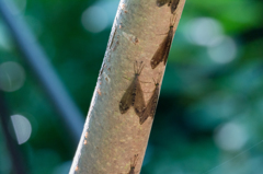 ウスバカゲロウの集団！？