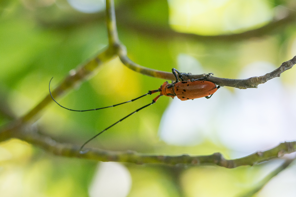 ホシベニカミキリ