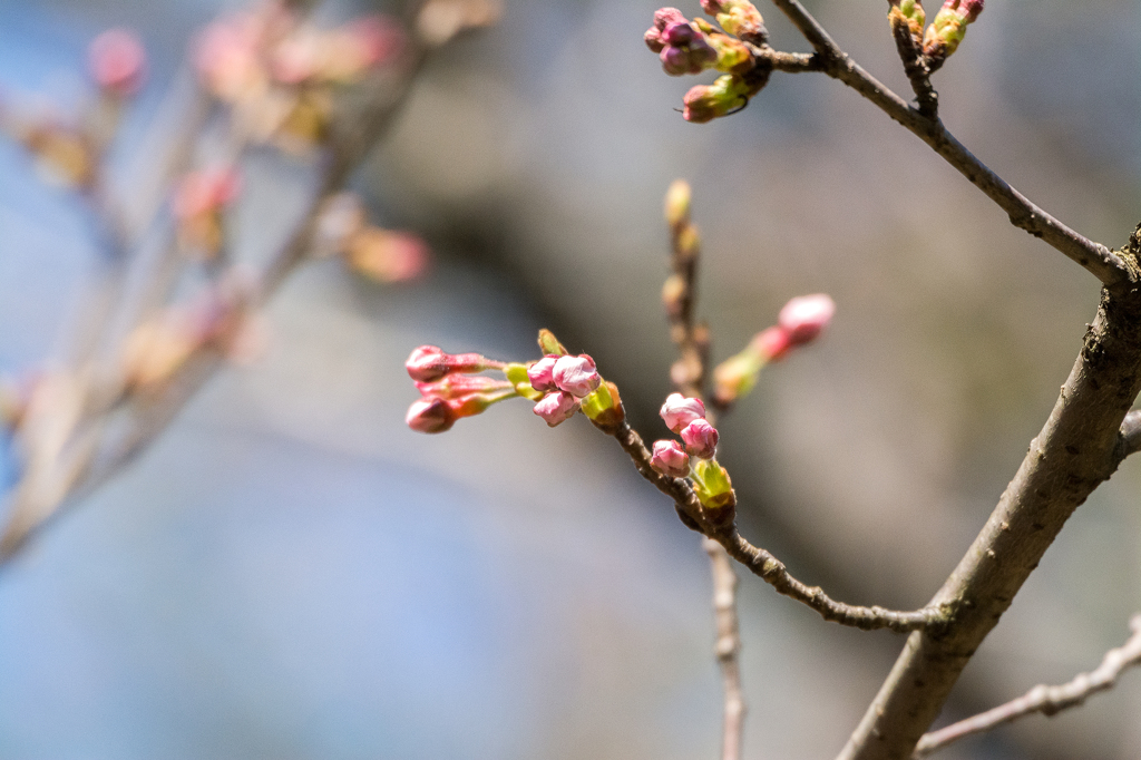 桜のつぼみ