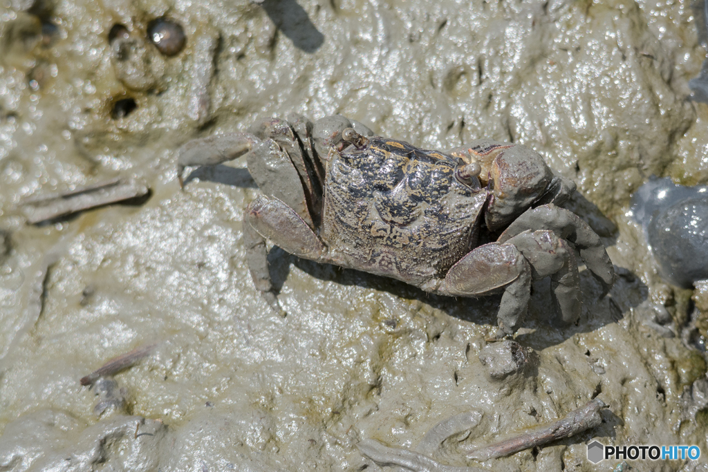 カクベンケイガニ