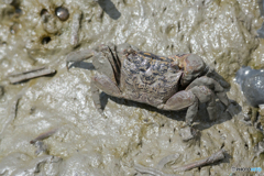 カクベンケイガニ