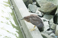 ゴイサギ（幼鳥）