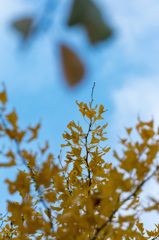 紅葉と秋の空