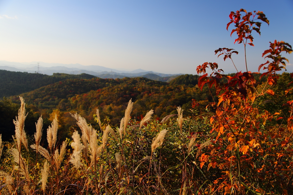 秋彩探し（天峰山）