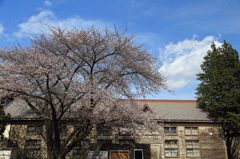 学び舎の青春桜Ⅰ