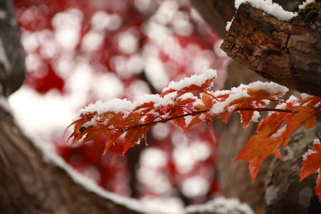 みちのく雪紅葉