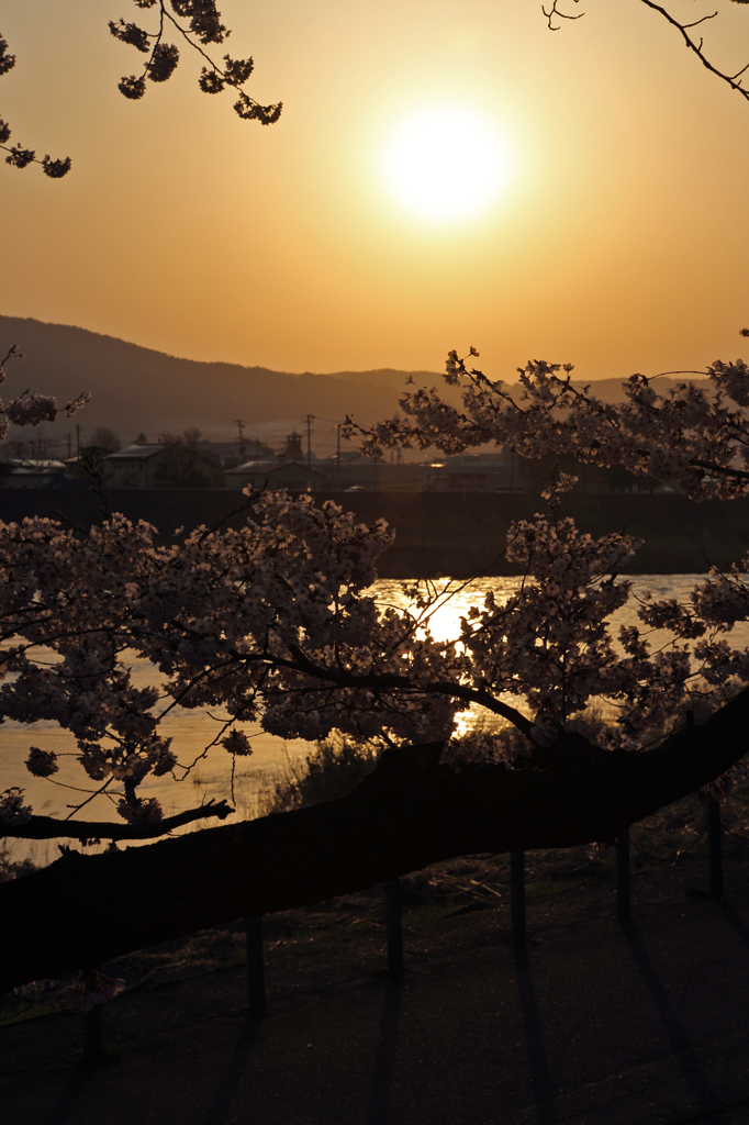 みちのく桜 - 橙桜Ⅲ