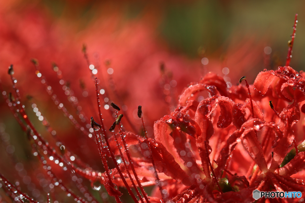 花魁の雫 - Ⅱ