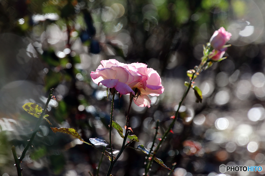 薔薇のメロディー Ⅷ