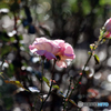 薔薇のメロディー Ⅷ
