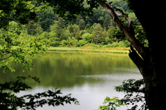 大沼に咲く