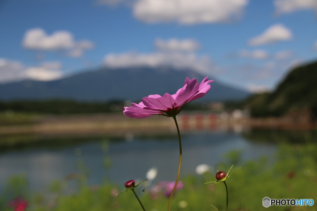 秋桜