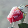 霜化粧 - 霜薔薇