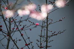 みちのくの春 - 桜メロディー