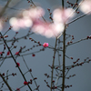 みちのくの春 - 桜メロディー