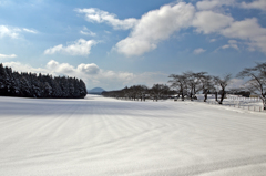 雪桜並木