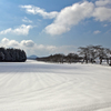 雪桜並木