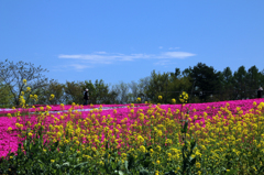 芝桜の丘Ⅲ