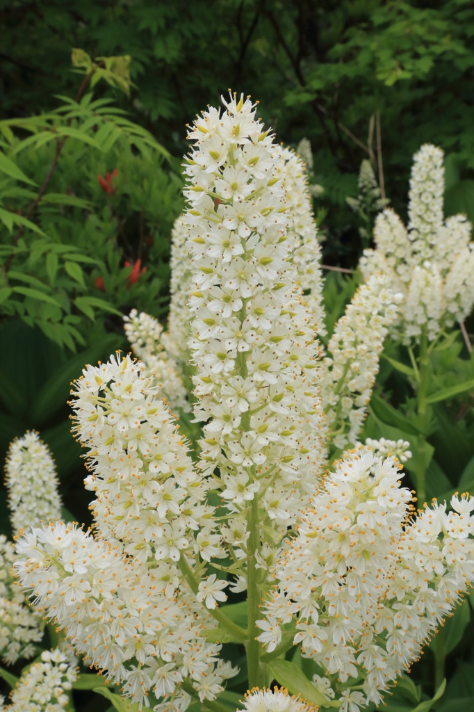 小梅蕙草