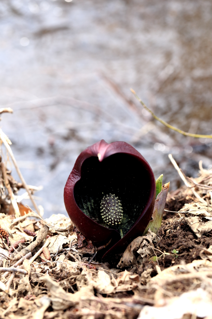 水辺の芽吹