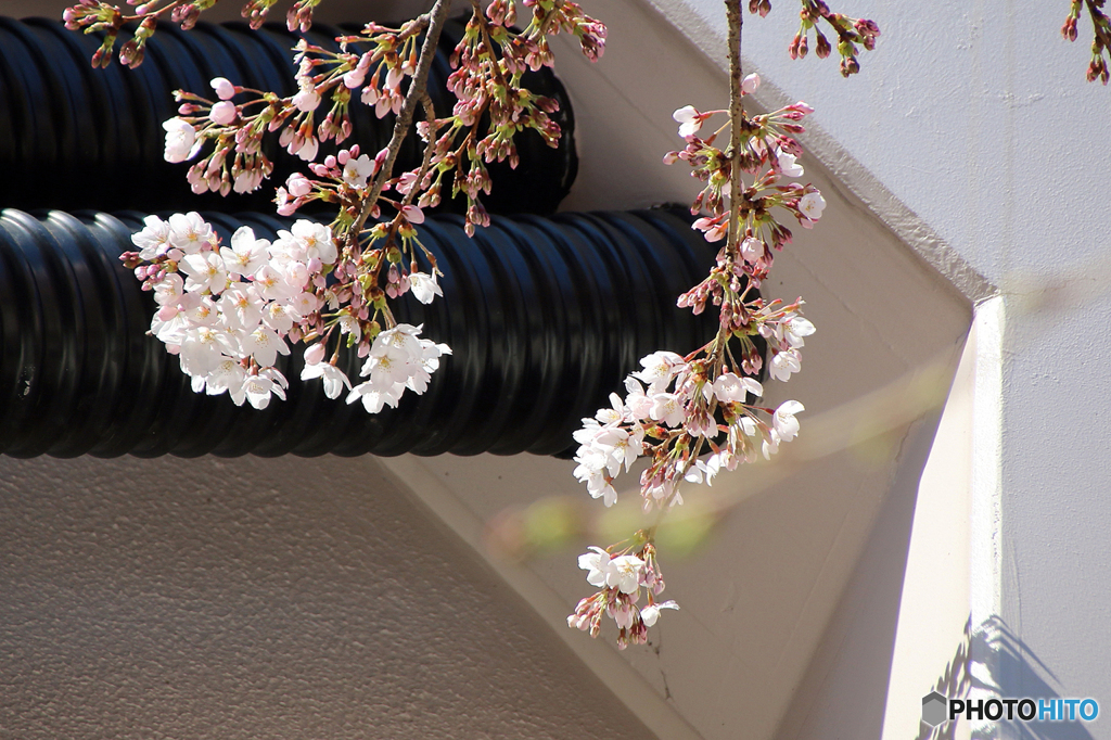 みちのくにも桜の便り・・・