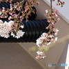 みちのくにも桜の便り・・・