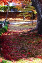 落葉の彩 - 散紅葉