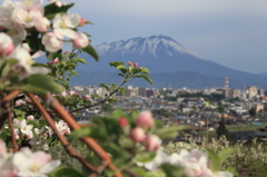 りんごの花 