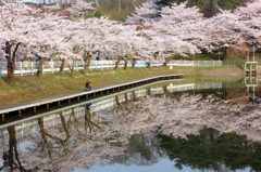 桜！獲ったど～！