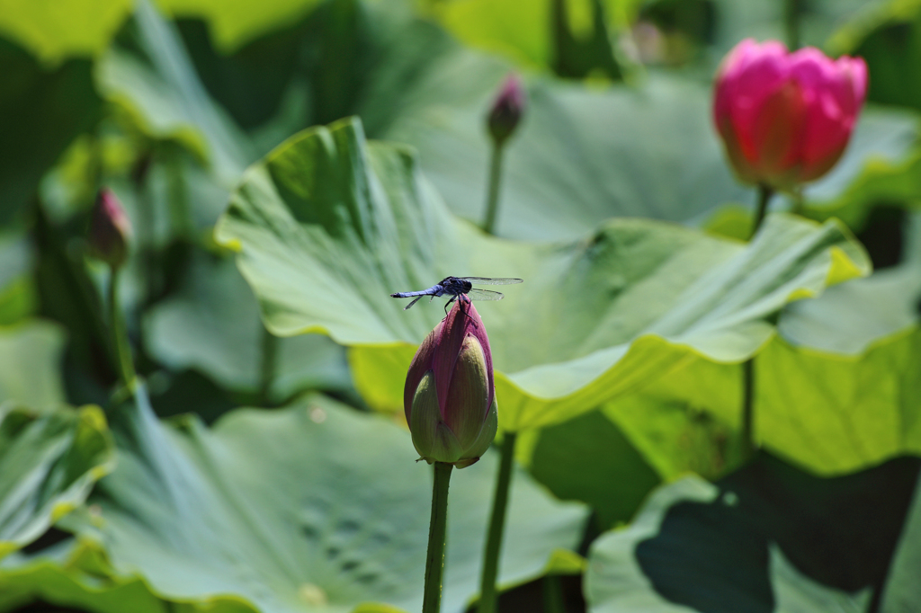 花咲かトンボ