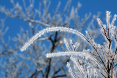 -10℃の朝 - 樹霜花4