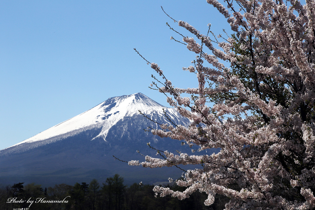 みちのくの春 - 名も無き一本桜