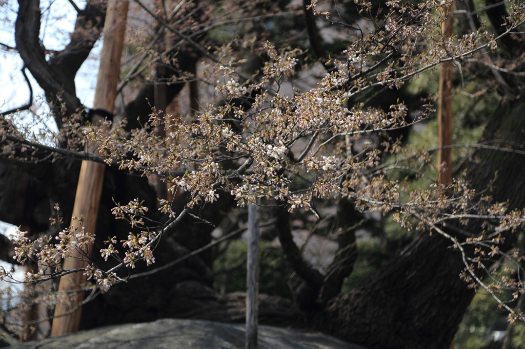 速報！石割桜開花！Ⅲ